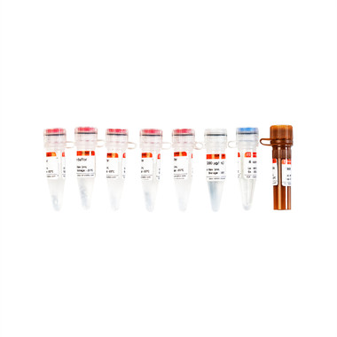 TMR (Red) TUNEL Cell Apoptosis Detection Kit