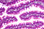 FD Hematoxylin Solution