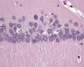FD Hematoxylin Solution