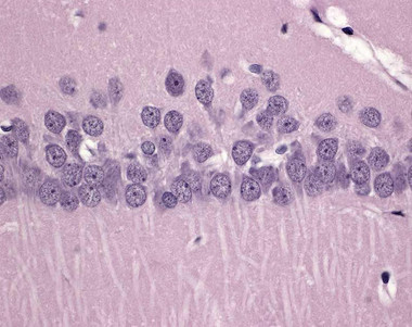 FD Hematoxylin Solution
