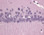 FD Hematoxylin Solution