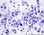 FD Cresyl Violet Solution
