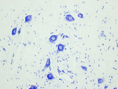 FD Thionin Solution