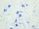 FD Thionin Solution