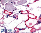 Anti-VIPR1 Antibody (Cytoplasmic Domain) IHC-plus LS-A1297