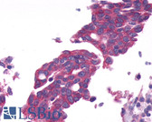 Anti-GPRC6A Antibody (N-Terminus) IHC-plus LS-A2576