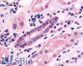 Anti-HTR1F / 5-HT1F Receptor Antibody (N-Terminus) IHC-plus LS-A3338