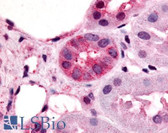 Anti-V1RL1 / VN1R1 Antibody (Cytoplasmic Domain) IHC-plus LS-A3458
