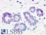 Anti-GPR52 Antibody (Cytoplasmic Domain) IHC-plus LS-A3493
