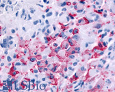 Anti-RXFP2 / LGR8 Antibody (Extracellular Domain) IHC-plus LS-A4751