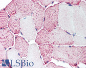 Anti-RXFP2 / LGR8 Antibody (Cytoplasmic Domain) IHC-plus LS-A4754