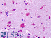 Anti-GPR83 Antibody (Extracellular Domain) IHC-plus LS-A4954