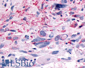 Anti-GPR83 Antibody (Extracellular Domain) IHC-plus LS-A4957