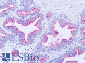 Anti-GPR63 Antibody (Extracellular Domain) IHC-plus LS-A6354
