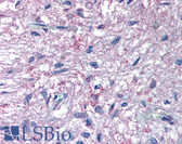 Anti-GPR50 Antibody (C-Terminus) IHC-plus LS-A6621