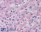 Anti-GCGR / Glucagon Receptor Antibody (N-Terminus) IHC-plus LS-A838