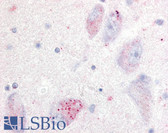 Anti-GPR20 Antibody (Cytoplasmic Domain) IHC-plus LS-A103