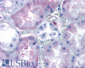 Anti-SIPR3 / EDG3 / S1P3 Antibody (N-Terminus) IHC-plus LS-A1030