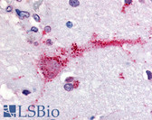 Anti-GPR3 Antibody (Extracellular Domain) IHC-plus LS-A118