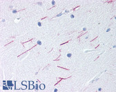 Anti-GPR68 / OGR1 Antibody (Cytoplasmic Domain) IHC-plus LS-A1192