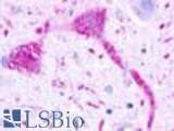 Anti-GPR68 / OGR1 Antibody (Extracellular Domain) IHC-plus LS-A1193