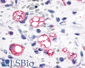 Anti-MCHR1 Antibody (N-Terminus) IHC-plus LS-A1539