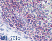 Anti-XCR1 Antibody (Extracellular Domain) IHC-plus LS-A158