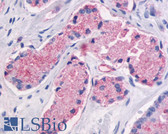 Anti-GPR87 Antibody (C-Terminus) IHC-plus LS-A1585