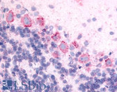 Anti-GPR89A Antibody (Cytoplasmic Domain) IHC-plus LS-A1732
