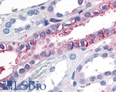 Anti-GPR89A Antibody (Extracellular Domain) IHC-plus LS-A1734