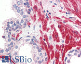 Anti-OR51E1 Antibody (Internal) IHC-plus LS-A1852