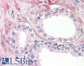 Anti-OR51E1 Antibody (Internal) IHC-plus LS-A1853