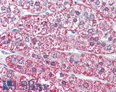 Anti-MRGPRF Antibody (N-Terminus) IHC-plus LS-A1977