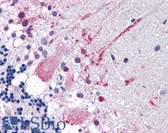 Anti-MRGPRF Antibody (C-Terminus) IHC-plus LS-A1985