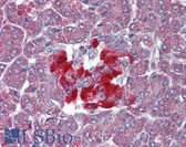 Anti-TAAR8 Antibody (C-Terminus) IHC-plus LS-A2319