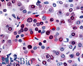 Anti-BRS3 Antibody (C-Terminus) IHC-plus LS-A24