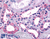 Anti-TAAR9 Antibody (Extracellular Domain) IHC-plus LS-A2571