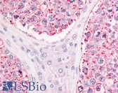 Anti-GPR68 / OGR1 Antibody (Extracellular Domain) IHC-plus LS-A3967