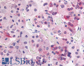 Anti-GPR37L1 Antibody (N-Terminus) IHC-plus LS-A403
