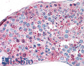 Anti-NR5A1 / SF1 Antibody (C-Terminus) IHC-plus LS-A5338