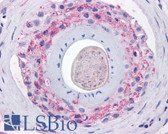Anti-GHSR / Ghrelin Receptor Antibody (N-Terminus) IHC-plus LS-A581