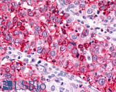 Anti-GPR88 Antibody (Cytoplasmic Domain) IHC-plus LS-A6324