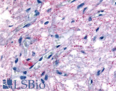 Anti-GPR50 Antibody (Cytoplasmic Domain) IHC-plus LS-A6618