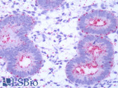 Anti-GPR50 Antibody (C-Terminus) IHC-plus LS-A6676