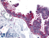 Anti-WNT2B Antibody (N-Terminus) IHC-plus LS-A8734