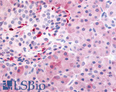 Anti-PDE7B Antibody (N-Terminus) IHC-plus LS-A704