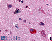 Anti-MAPK3 / ERK1 Antibody (Internal) IHC-plus LS-A3520