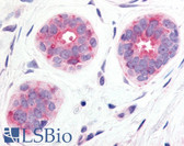 Anti-WNT6 Antibody (N-Terminus) IHC-plus LS-A9110