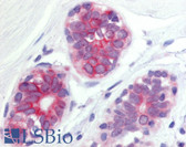 Anti-WNT6 Antibody (Internal) IHC-plus LS-A9111
