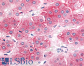 Anti-ABCB1 / MDR1 / P Glycoprotein Antibody (Cytoplasmic Domain) IHC-plus LS-A9403